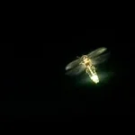 A  Avatar