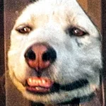 НП  Avatar