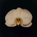 K  Avatar
