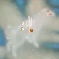 CZ  Avatar