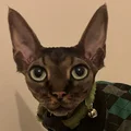 DB  Avatar
