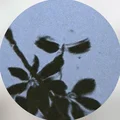 CV  Avatar