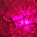 LG  Avatar