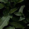 AK  Avatar