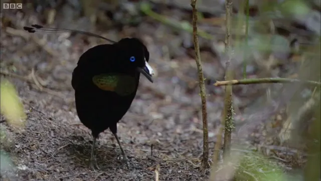 bird