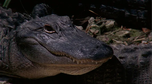 Everglades - 16mm feature