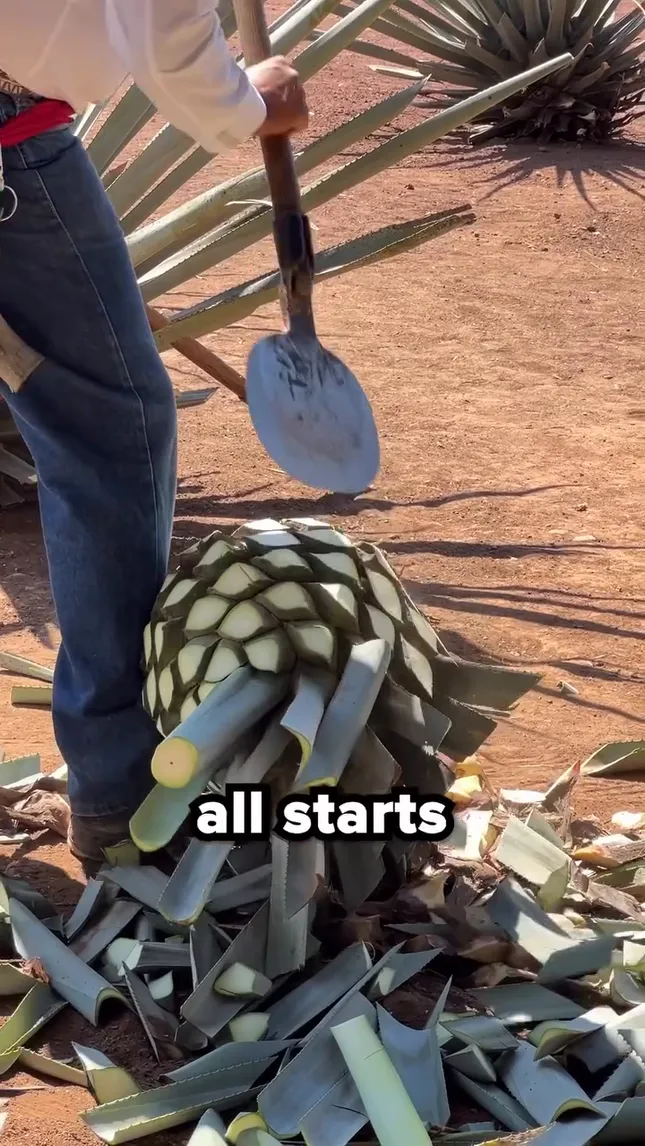 How Cuervo Tequila Is Made (BRANDED)