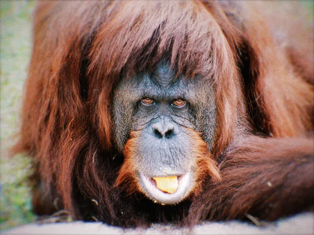 Gladys Porter Zoo Orangutans