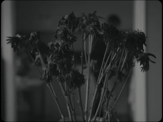 Dead Flowers