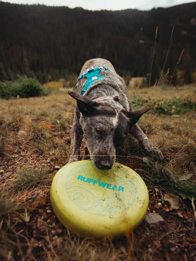 Ruffwear // Perfect Pawtners