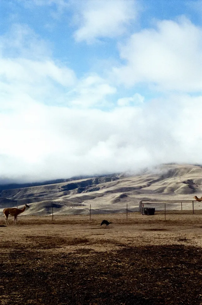 Lebec Alpaca Farm Photographed