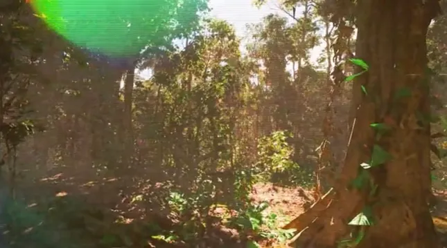 Dirty Heads Event Visuals