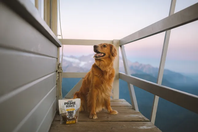 Photographer / [Social Media Content / Purina]