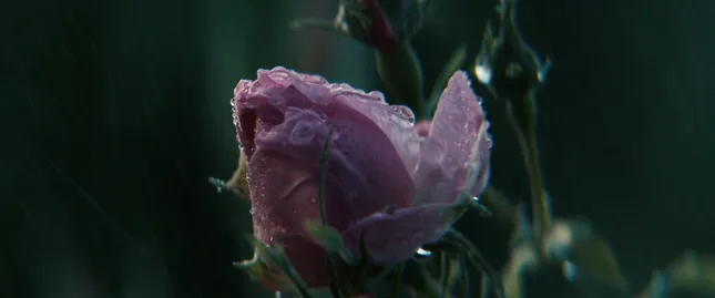 Le Labo - Rose de Mai