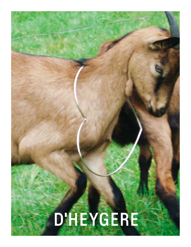 D‘Heygere Campaign