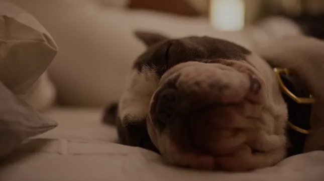 Jinx “Bed”