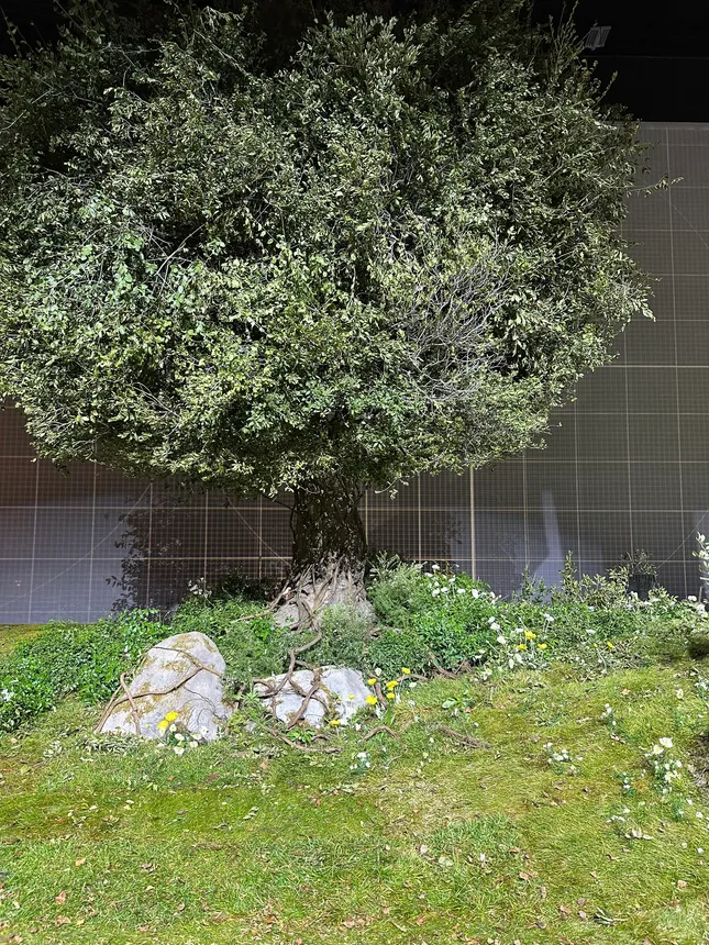 Project image