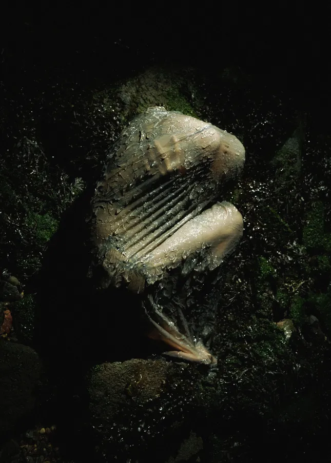 washed ashore