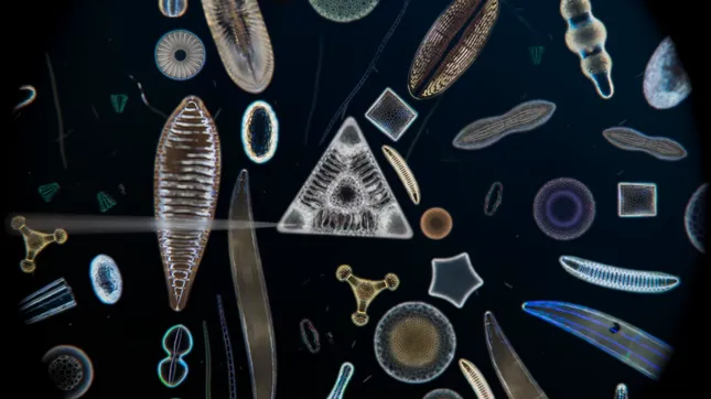 Optical Arts - Diatoms