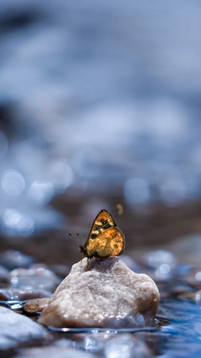 Nature Ad