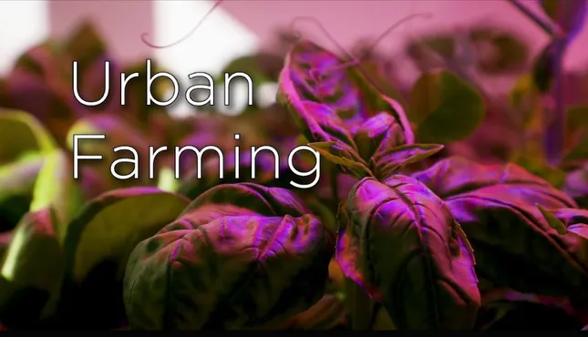 Urban Farming - web short
