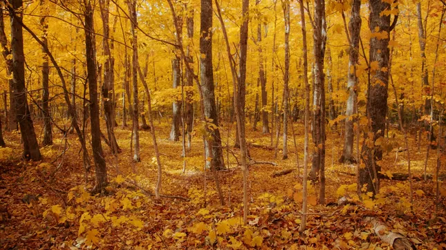 Katahdin Woods and Waters