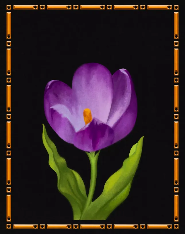 Tulip blossoming animation