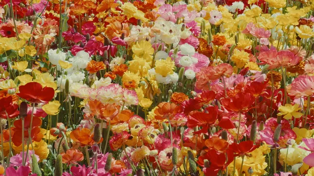 FLOWER 1 & 2