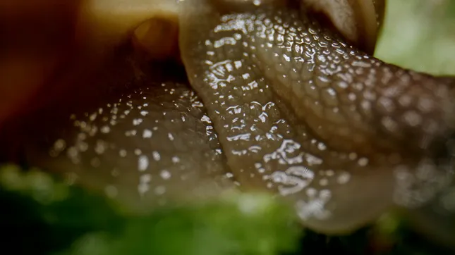 Hornbach - Biodiversity