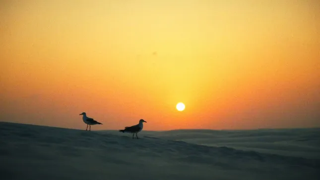 2024 Personal Nature Video