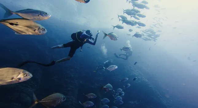 GoPro: Stunning Encounters with Sharks, Humpbacks, + Mantas in 4K
