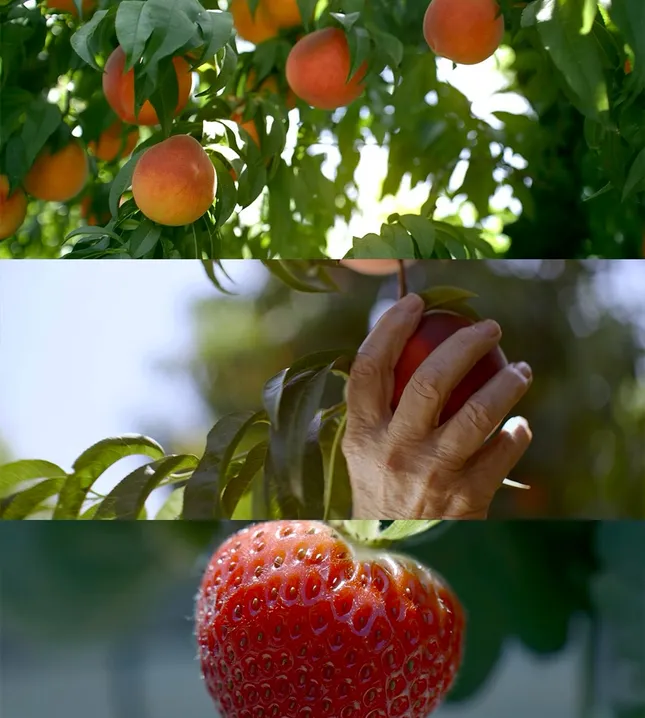 PUBLIX - Campaign