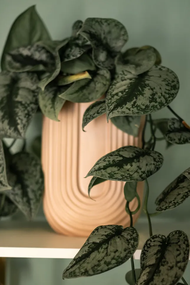 Product shots