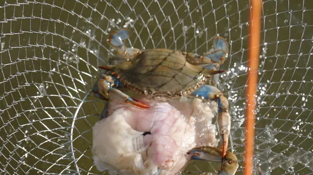 Casual Crabbing with Tia