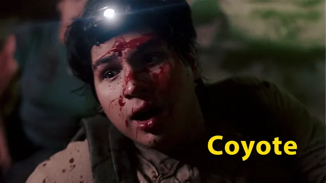Coyote