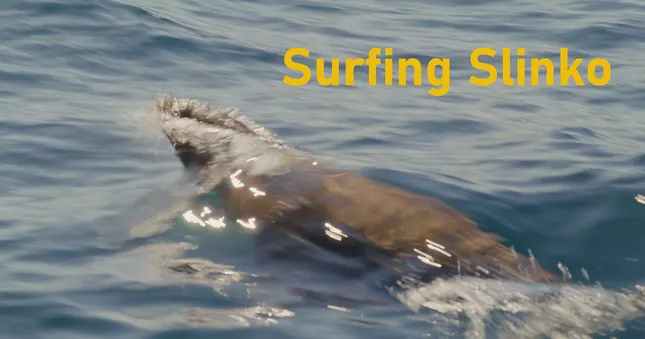 Surfing Slinko