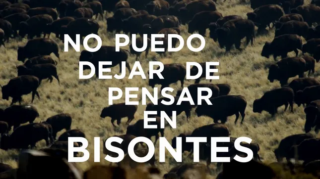 No Puedo Dejar De Pensar En Bisontes