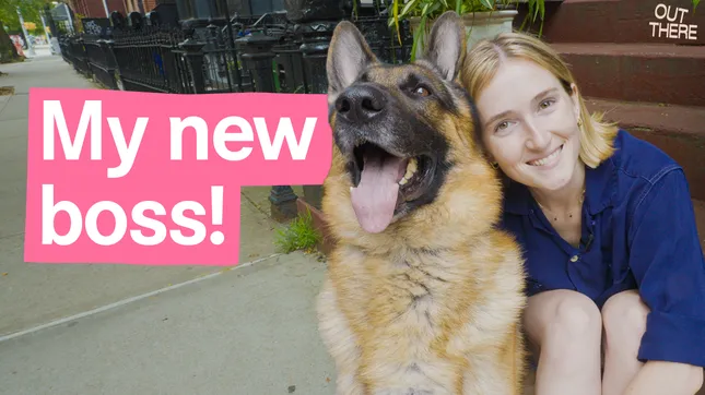 YouTube Video - Apparently I can make 6 figures walking dogs in NYC?