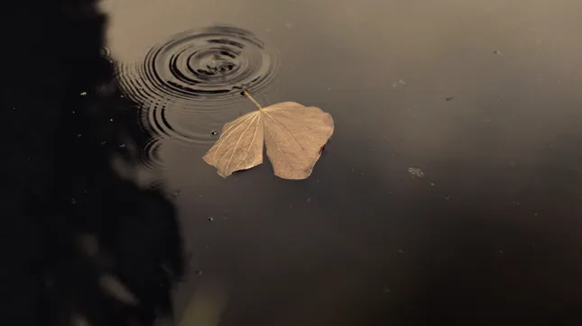 Ethan Regan — Cartilage