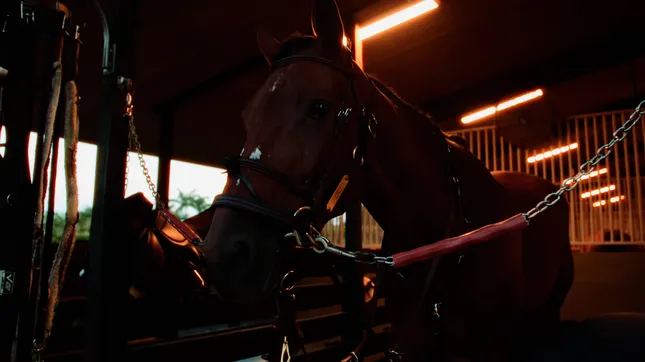 AN EQUESTRIAN CLASS