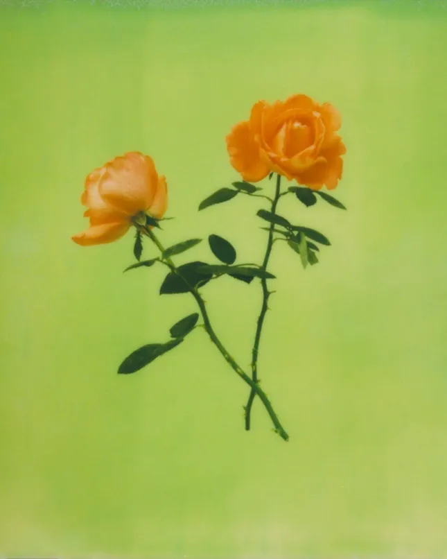 Roses, 2024