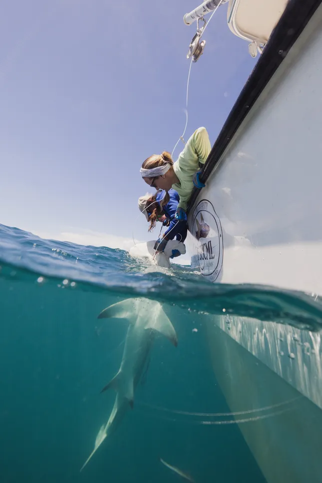 FSU Shark Research