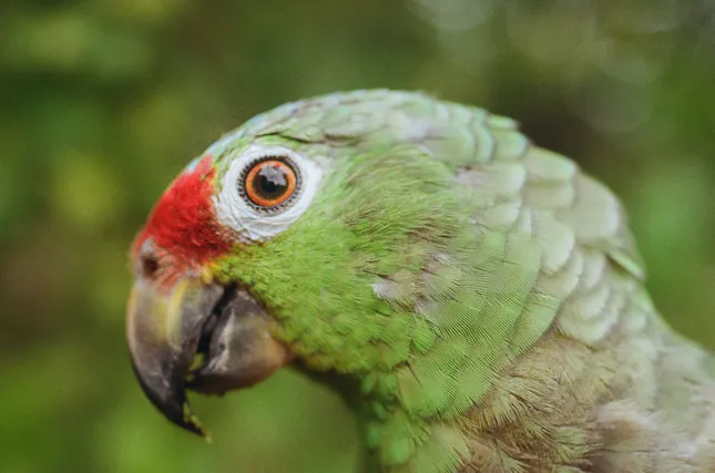 Costa Rica