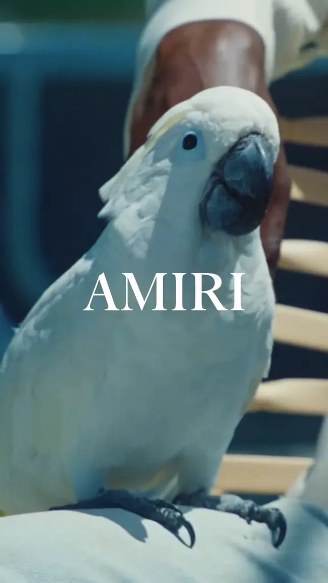 Amiri Content