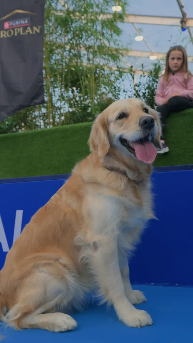 Purina x Nitto ATP Finals