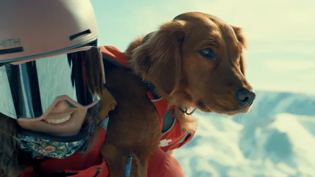 Nulo: The Premium Pet Nutrition Brand - Available at Pets at Home