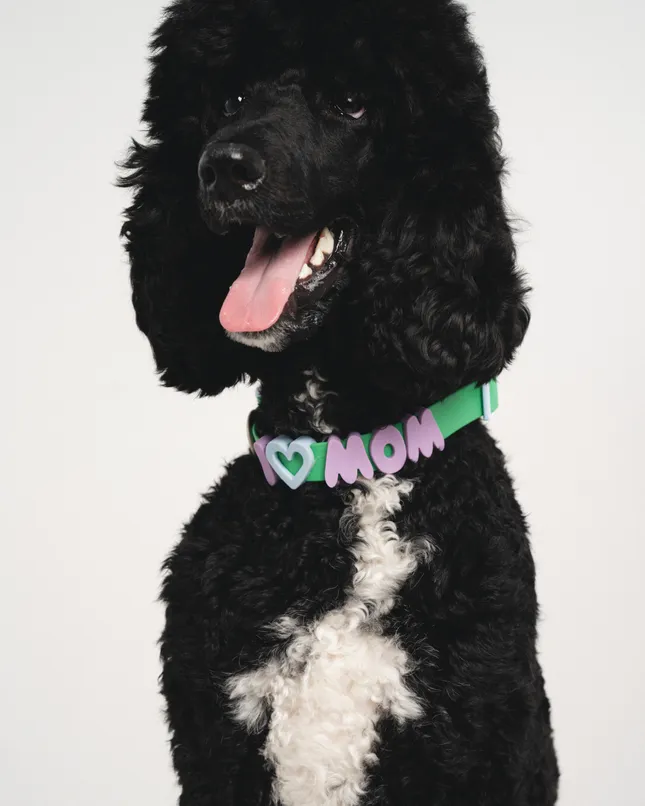 Charm Collar Launch Campaign | Springland Pets