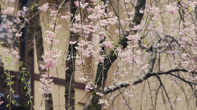 Kurokawa Short