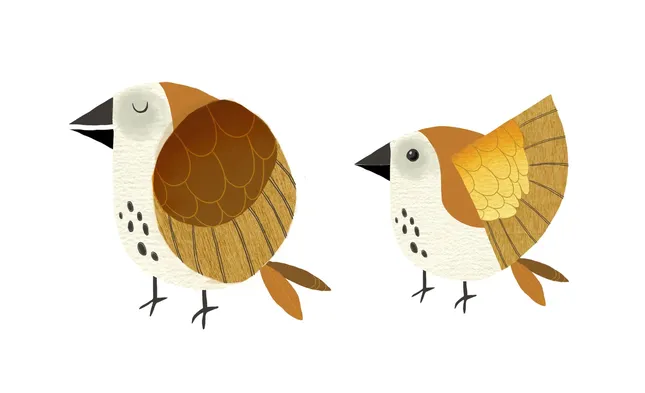 Character design of birds
