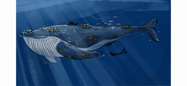 Whale character design